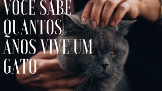 Quantos Anos Vive Um Gato? Assista e Veja Qual a Expectativa De Vida De Um Gato.