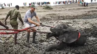 After mama and baby elephant get trapped in mud rescuers swoop in to set them free by Did You Know Animals?