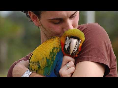 YouTube video about: Why does my bird rub his bum?