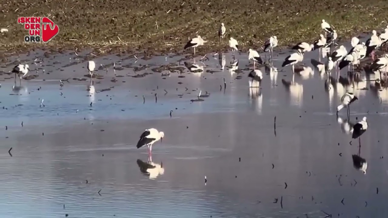 Baharın Müjdecisi Leylekler Hatay Semalarında