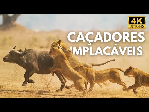 MAASAI MARA | Segredos dos Caçadores Africanos | Documentário Animal