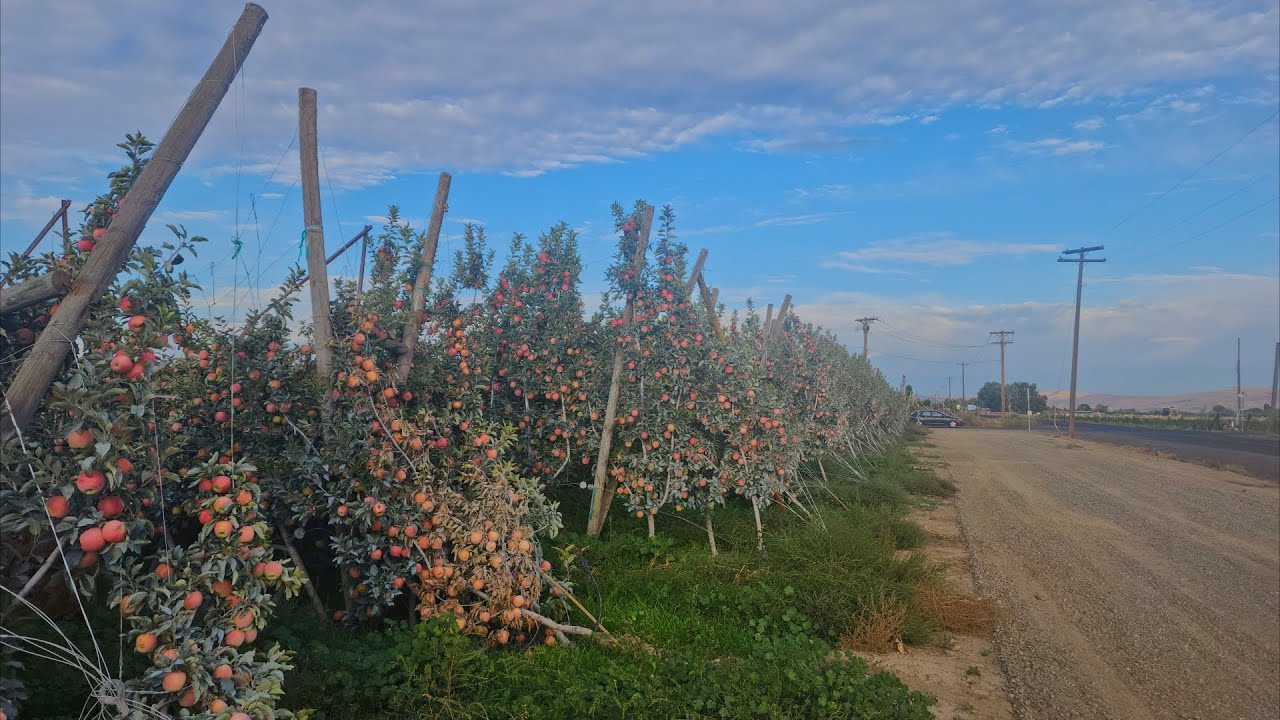 SE CAYO, LA *COSECHA* DE LA MANZANA🍎 AMBROSIA 🍏 (NO AGUANTO EL PESO EL PTR) #manzana #agricultura