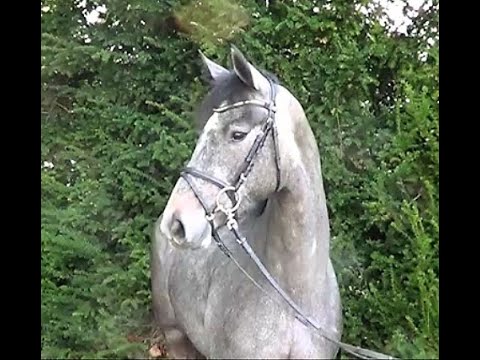 Checkness v Checkter