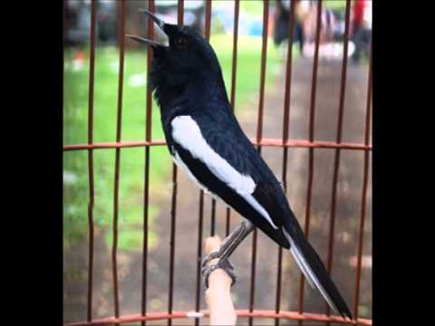 Download Lagu Download Kicau Burung Kacer Dada Putih Mp3 Mp3 Gratis