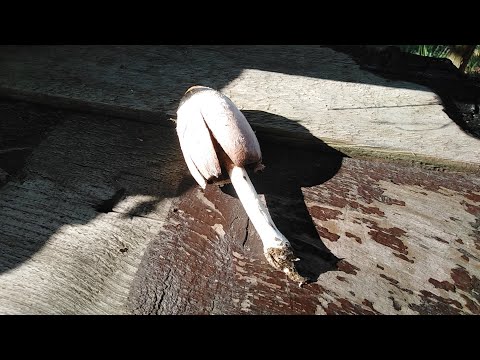 Gljiva protiv Dijabetesa, Coprinus comatus, Velika gnojištarka, Lekovito! Mushroom against diabetes!