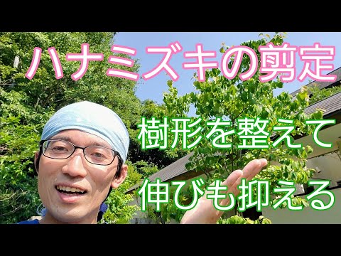 ハナミズキを正しく剪定する 植物