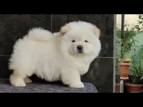 Beautiful Chow Chow Puppy