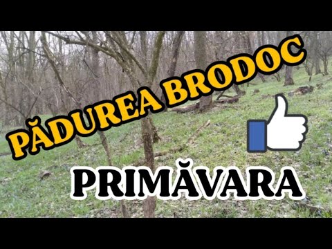 La plimbare prin padurea BRODOC Vaslui martie 2023