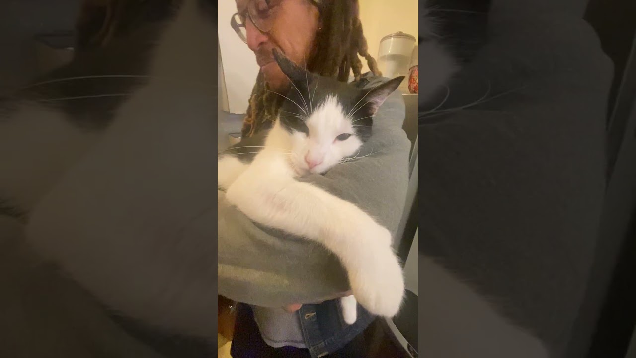 Enlarge Alejandro , a ADOPTABLE Domestic Short Hair in Brooklyn, NY video 1/5