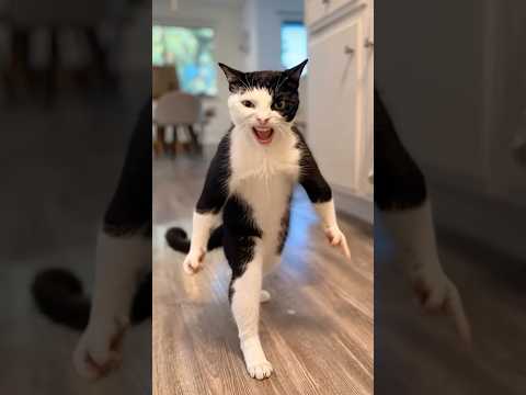 Cuando quieres bañar a tu gato