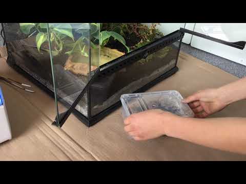 Mein Frosch ist da!  Ceratophrys cranwelli