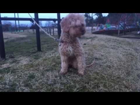 会計学科 寒くて震えてる愛犬やまと！ 木村勝則滋賀県高島市！