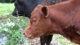 Breaking News: Red Heifer Born