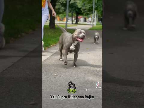 American Bully XXL Mother and 3 months old son