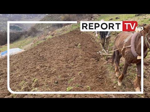 Rexhep Çuni, mësuesi që punon tokën me parmendë! Çmimi i naftës kthen fermerët te mjetet primitive