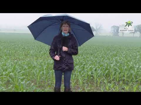 159. Feldexkursion: Aktuelles vom Maisbestand Teil 1 - NU Agrar, 24.06.2020