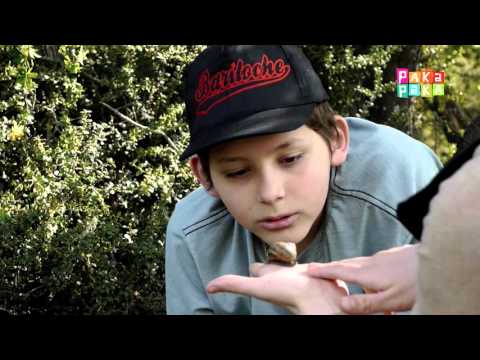 1,2,3 ¡A descubrir! - Bichos - Canal Pakapaka