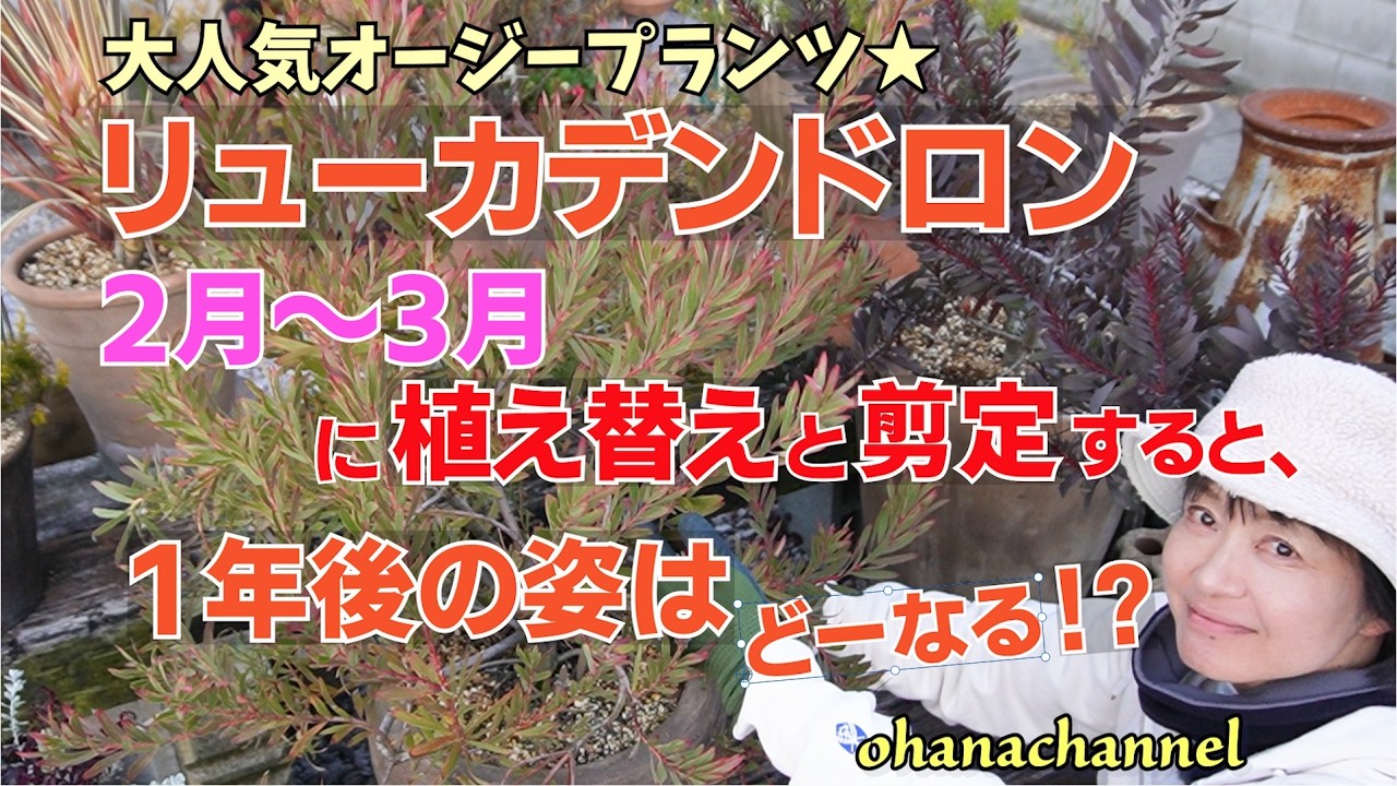 【大人気オージープランツ★リューカデンドロン】2月～3月に植え替えと剪定すると、1年後の姿はどーなる？？？品種ごとに1年の経過をレポート🍃Leucadendron