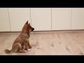 Puppy Can T Contain His Excitement When Owner Comes Home