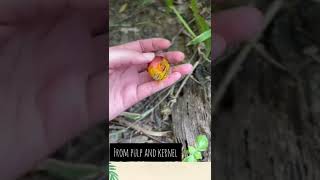 Download lagu Stt2343_ Elaeis Guineensis mp3