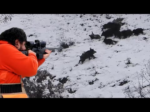 BEST WILD BOAR HUNTING 2023-2024