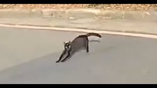 被貓貓GANK