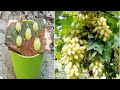 Simple method propagate grape tree with water,, growing grape tree from grape for beginners