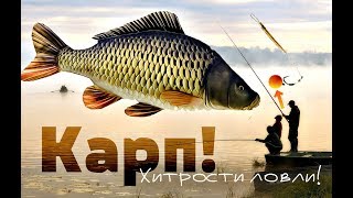 Как действует протеин при ловле карпа
