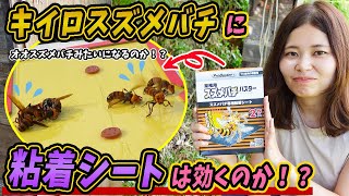 キイロスズメバチに粘着シート対策は効果があるのか！？