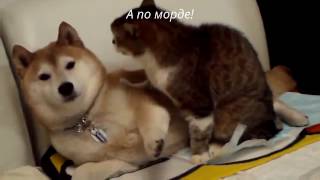 ''А по морде''!!!