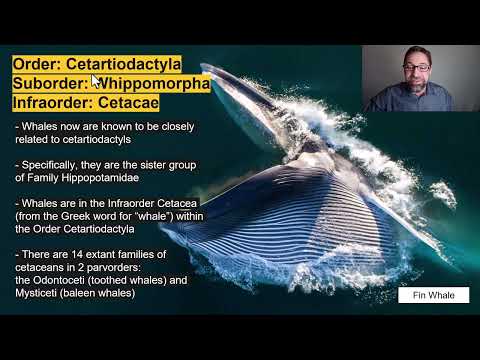 Lecture 7.4_Infraorder Cetacea