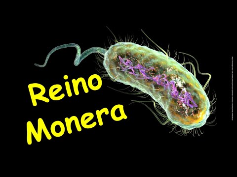 Reino Monera - bactérias e cianobactérias.