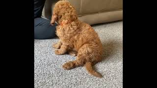 Video preview image #2 Goldendoodle Puppy For Sale in LAKE PANASOFFKEE, FL, USA