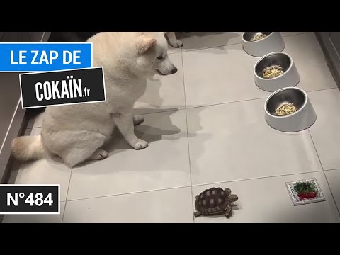 Le Zap de Cokaïn.fr n°484