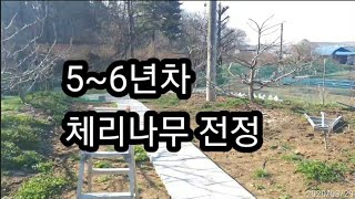 5~6년차 나무들 간단하게 전정하는 영상