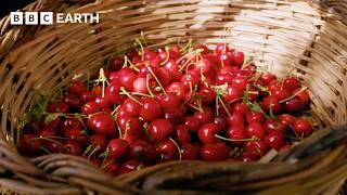 Cherry Picking in Italy's Puglia Region | Amazing Hotels: Life Beyond the Lobby | The Travel Edit