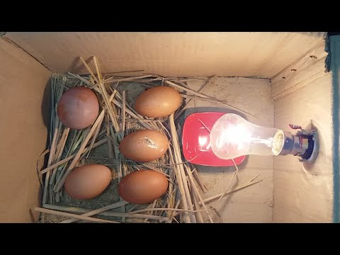 DIY - Homemade Incubator || HOW TO MAKE AN EGG INCUBATOR || HATCHING CHICKEN EGGS