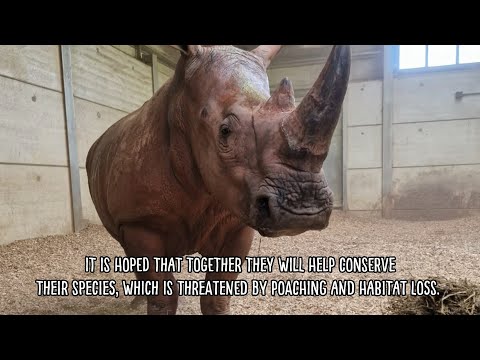 Welcoming A New Rhino Pair │ Woburn Safari Park