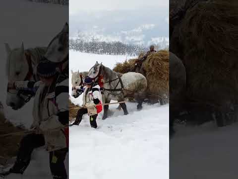 Iarna și poveștile ei ☺️ #romania #maramures #trending #travel