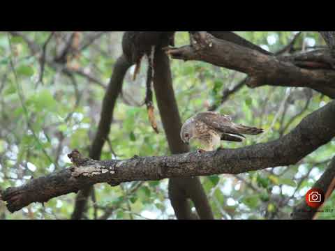 Accipiter Badius- Shikra (10.05.2021)