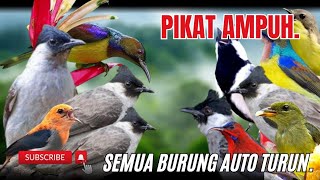 Download lagu Suara Pikat Burung Kolibri Klapa Kombinasi Kutilang Ribut Paling Ampuh. mp3 Download lagu Suara Pikat Burung Kolibri Klapa Kombinasi Kutilang Ribut Paling Ampuh. mp3
