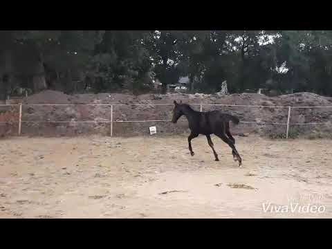 Hengstfohlen Marc Cain x Don Frederico x Fabriano x Matcho AA