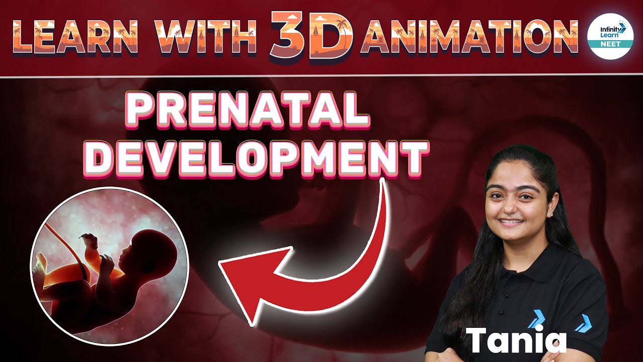Detailed Exploration of Prenatal Development with 3D Animation | NEET 2025 | NEET Zoology