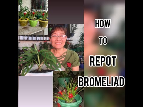 HOW TO REPOT BROMELIADS