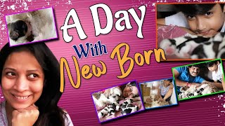 A day in my Life with New Born Shihtzu Puppies | Happy Home | Beautiful feeling| Vlog | Sushma Kiron