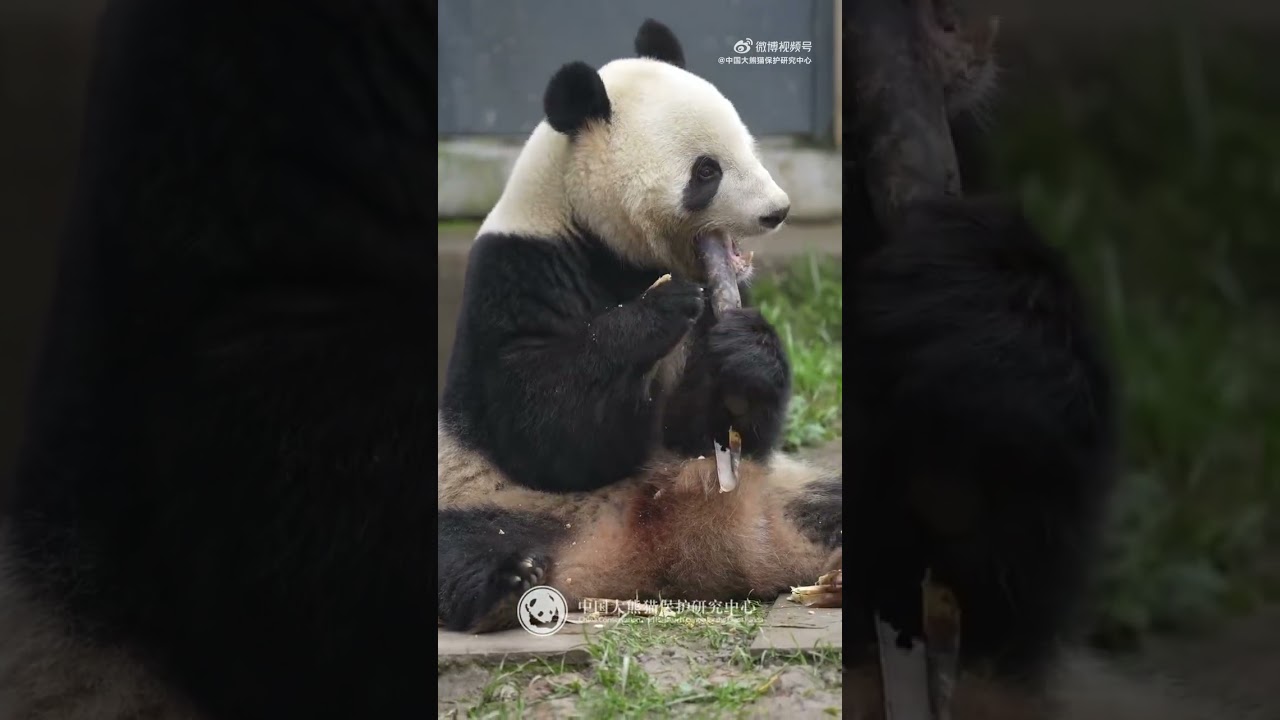 シャオシャオの最新近况！📢📢📢