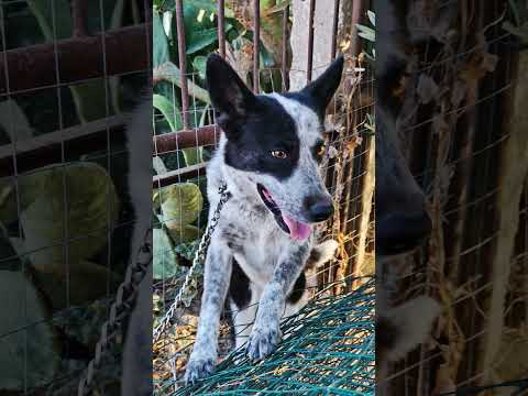 Regalo Dolcissima cagnolina rinuncia di proprietagrave  cerca casa con urgenza 