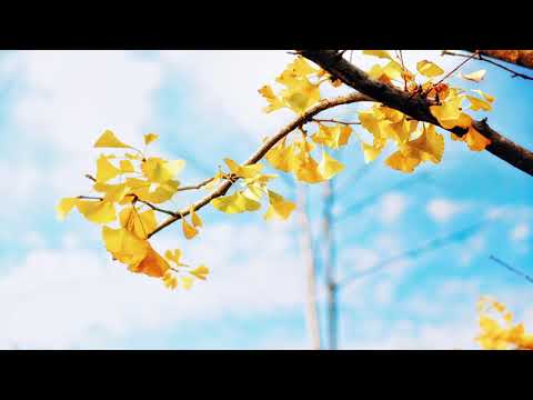 Luwaks - Sjangeli (beatiful relaxing music)