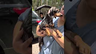 Video preview image #1 Dachshund Puppy For Sale in San Antonio, TX, USA