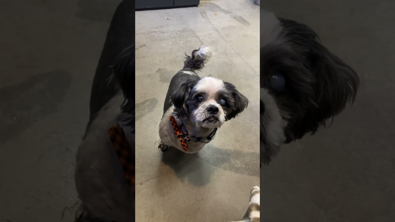 Enlarge Eugene, a ADOPTABLE Shih Tzu in Scottsdale, AZ video 5/6